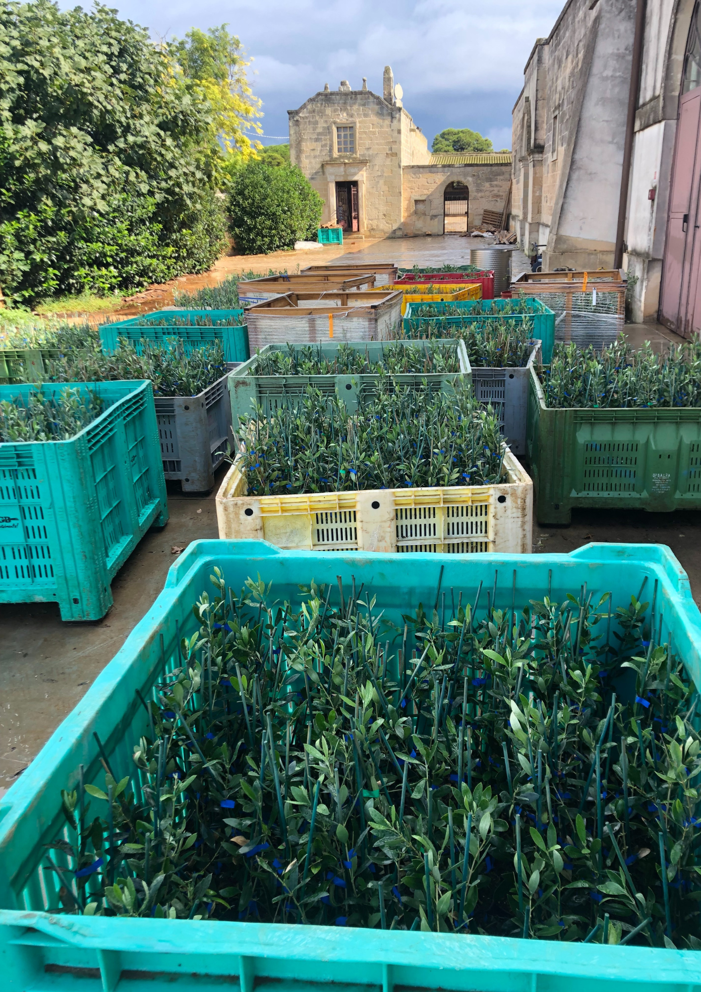 Piantumazione Nuovi Ulivi